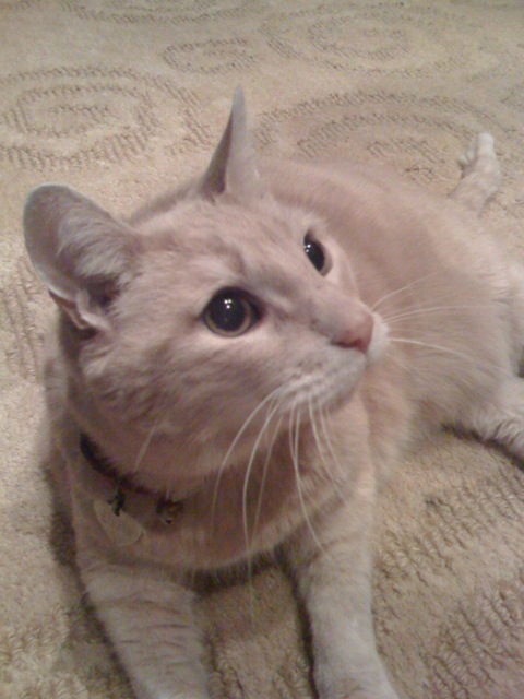 picture of cat